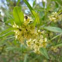 Prinsepia sinensis P1D (2)